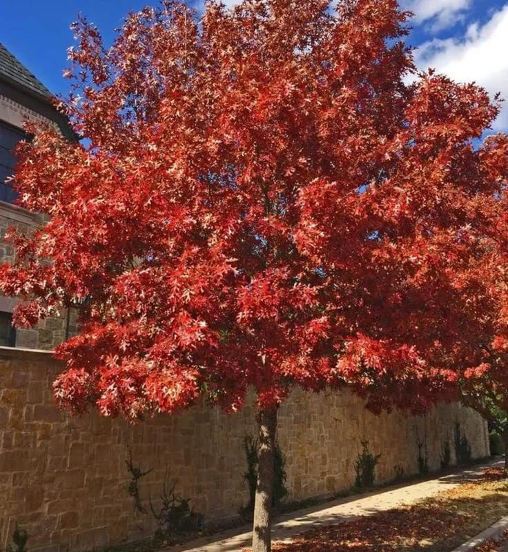 Red Pin Oak Tree Live Plant, 1 Year Old, 6-12 Inches Tall, 4" Pot - Image 2