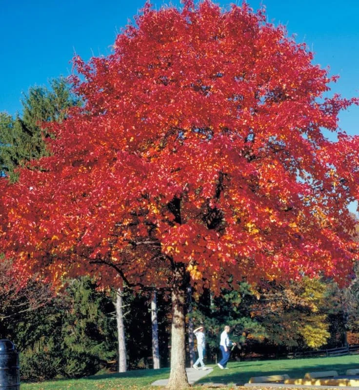 Red Pin Oak Tree Live Plant, 1 Year Old, 6-12 Inches Tall, 4" Pot - Image 3