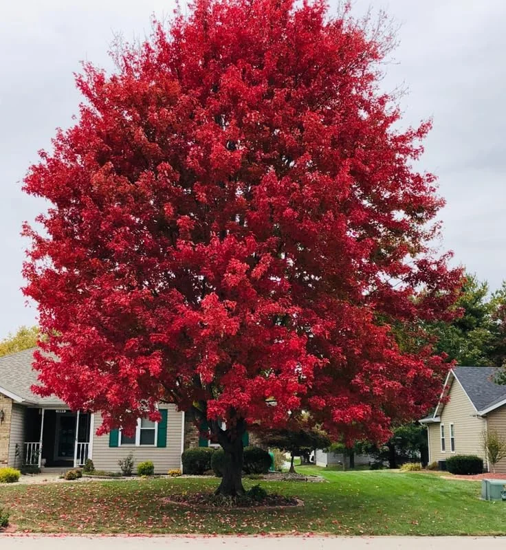 Red Pin Oak Tree Live Plant, 1 Year Old, 6-12 Inches Tall, 4" Pot - Image 4