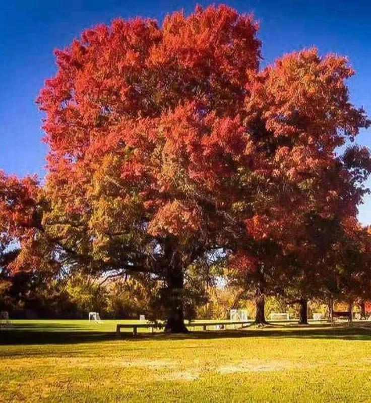 Red Pin Oak Tree Live Plant, 1 Year Old, 6-12 Inches Tall, 4" Pot - Image 1