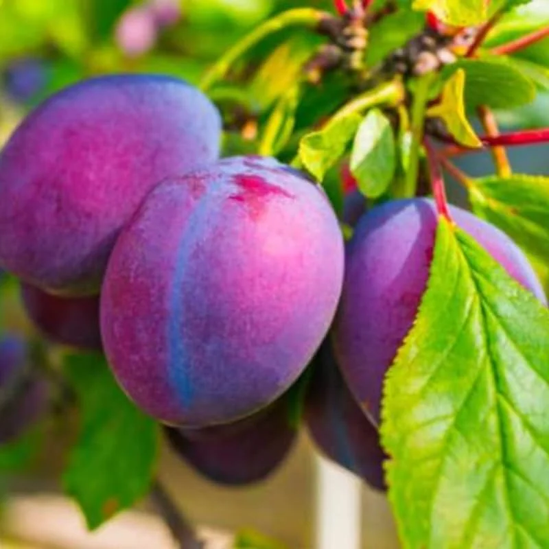 Red Plum Tree Live Plant - 2-3 Ft Tall Bareroot, Hardy & Early Bearing Variety - Image 2