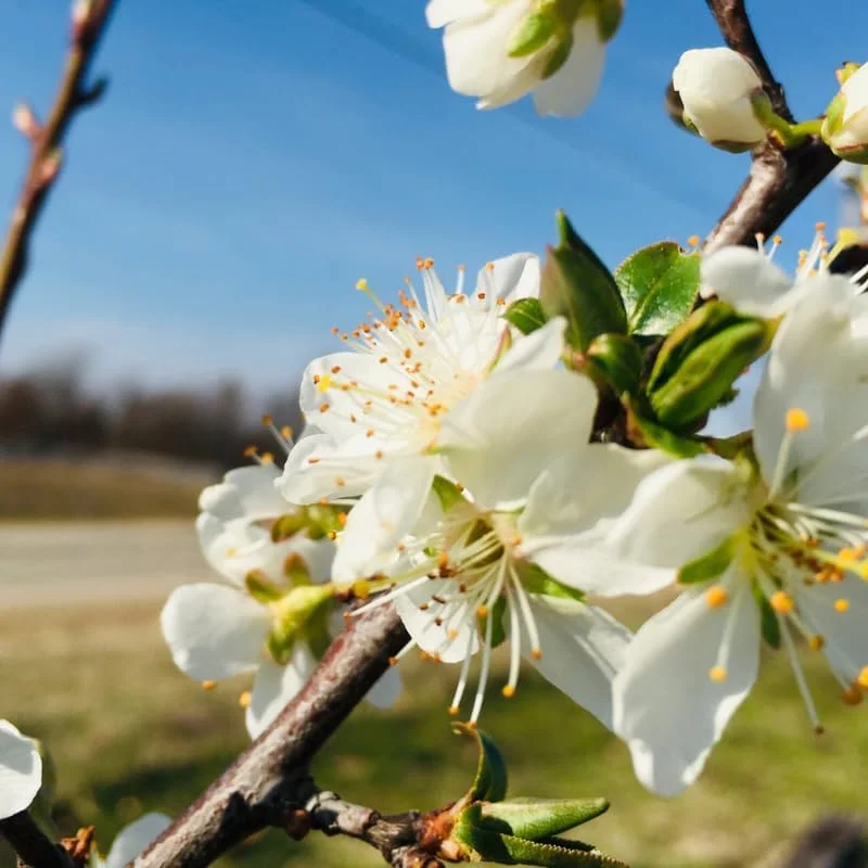 Red Plum Tree Live Plant - 2-3 Ft Tall Bareroot, Hardy & Early Bearing Variety - Image 3