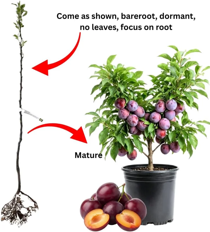 Red Plum Tree Live Plant - 2-3 Ft Tall Bareroot, Hardy & Early Bearing Variety - Image 4