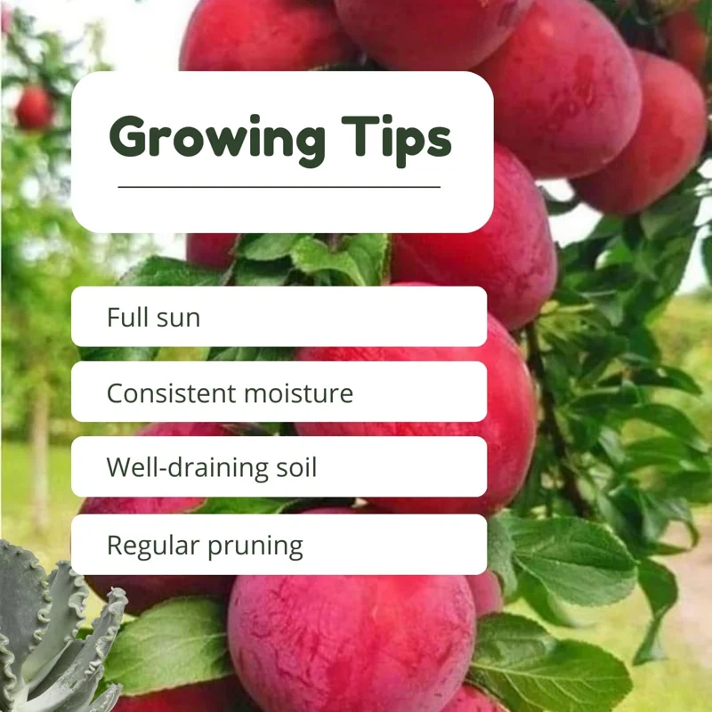 Red Plum Tree Live Plant 2-3 Ft Tall, Bareroot, Hardy Fruit Tree for Outdoor Garden - Image 4