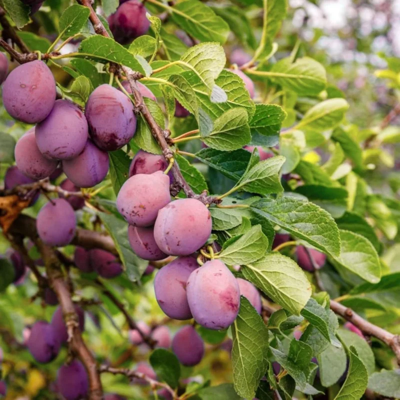 Red Plum Tree Live Plant 2-3 Ft Tall, Bareroot, Hardy Fruit Tree for Outdoor Garden - Image 5
