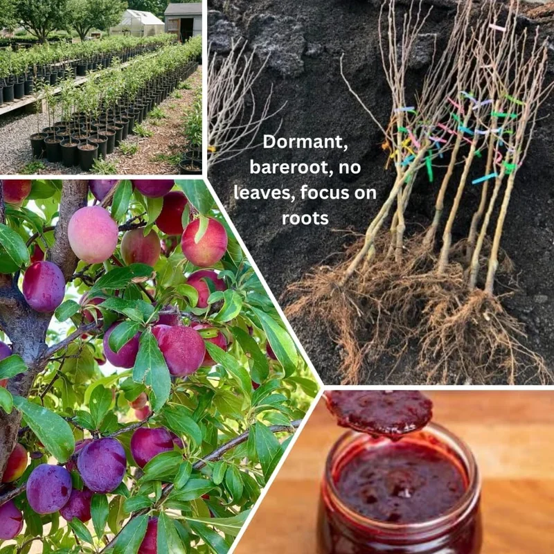 Red Plum Tree Live Plant - 2-3 Ft Tall Bareroot, Hardy & Early Bearing Variety - Image 6