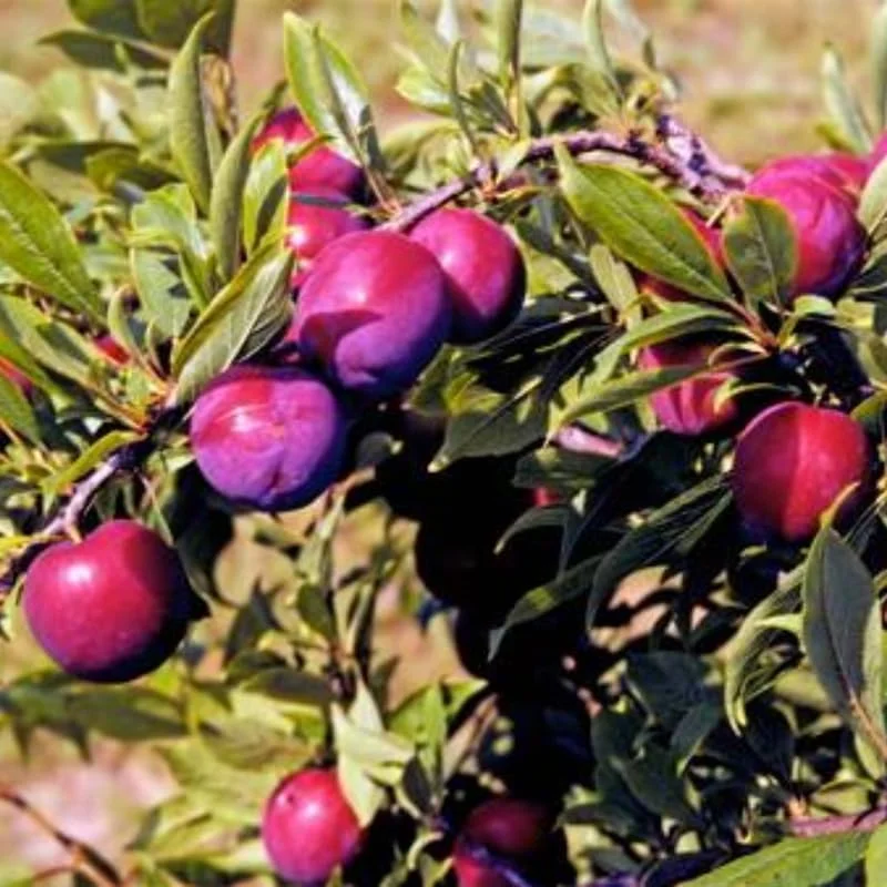 Red Plum Tree Live Plant - 2-3 Ft Tall Bareroot, Hardy & Early Bearing Variety - Image 8