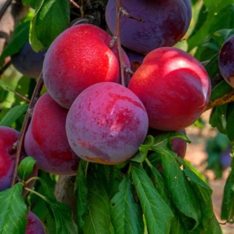 Red Plum Tree Live Plant - 2-3 Ft Tall Bareroot, Hardy & Early Bearing Variety - Image 9