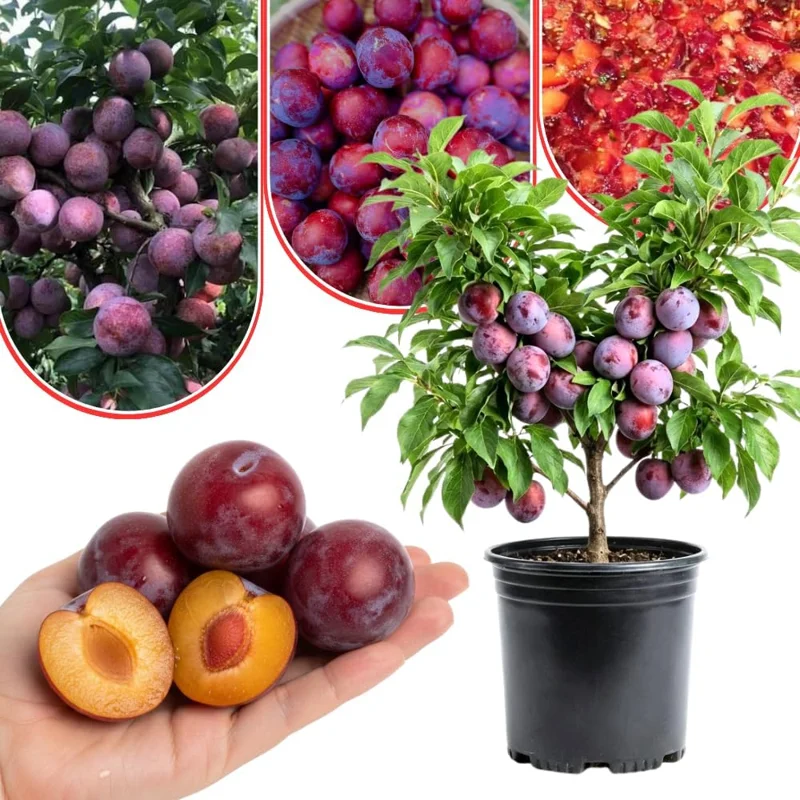 Red Plum Tree Live Plant - 2-3 Ft Tall Bareroot, Hardy & Early Bearing Variety - Image 1
