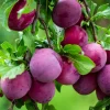 Red Plum Tree Live Plant 2-3 Ft Tall, Bareroot, Hardy Fruit Tree for Outdoor Garden - Image 1