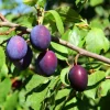 Red Plum Tree Live Plant – 3 Feet Tall Bareroot Fruit Tree – Hardy Outdoor - Image 1