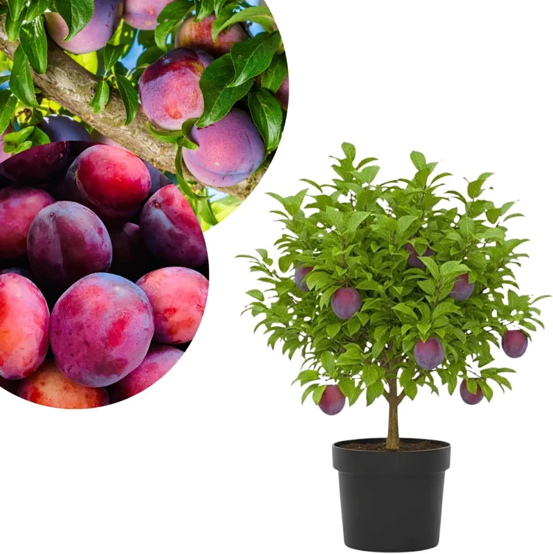 Red Plum Tree Live Plant - Sweet Red Plum Seedling, 2-3 Years Old, 2-3 Feet Tall, Well Rooted, Outdoor Planting - Image 1