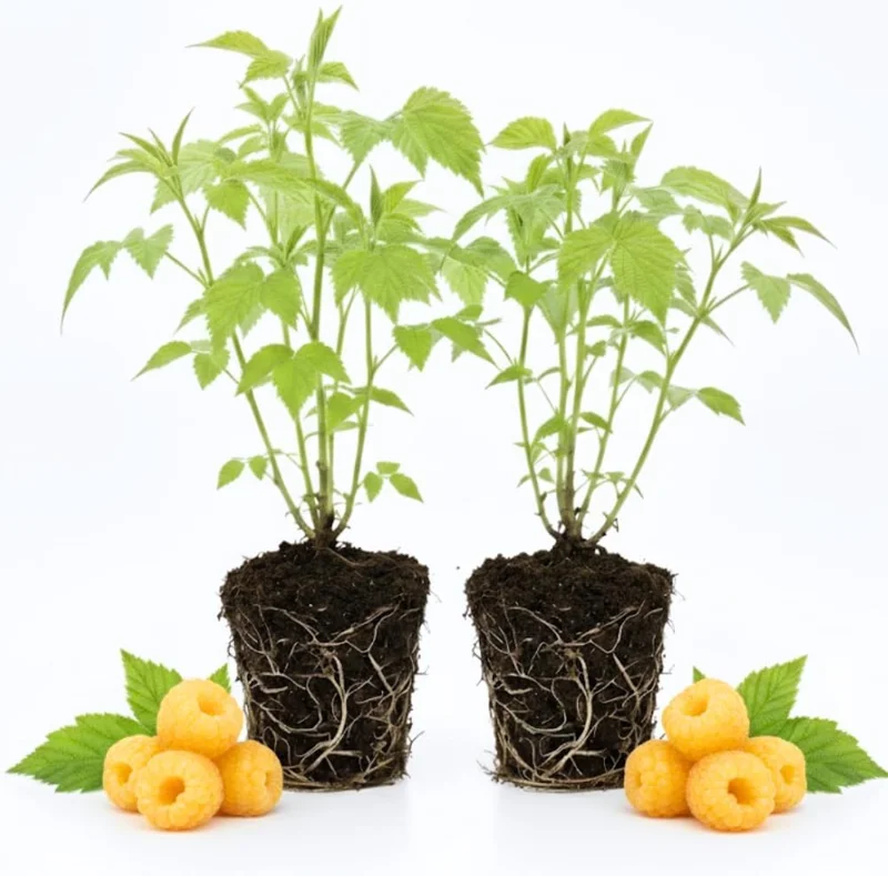 Red Raspberry Live Plants (2-Pack) - Sweet Raspberry Bush, 5-8 Inch Tall, Well-Rooted - Image 3