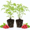 Red Raspberry Live Plants (2-Pack) - Sweet Raspberry Bush, 5-8 Inch Tall, Well-Rooted - Image 1