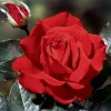 Red Rose Bush Live Plant – 5-10 Inch Hybrid Tea Rose, Fragrant Flowers, Well Rooted Starter Plant - Image 1