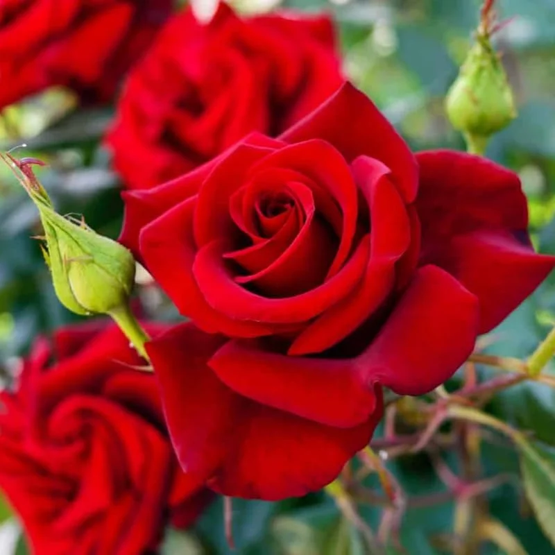 Red Rose Bush Live Plant – 5-10 Inch Hybrid Tea Rose, Fragrant Flowers, Well Rooted Starter Plant - Image 2