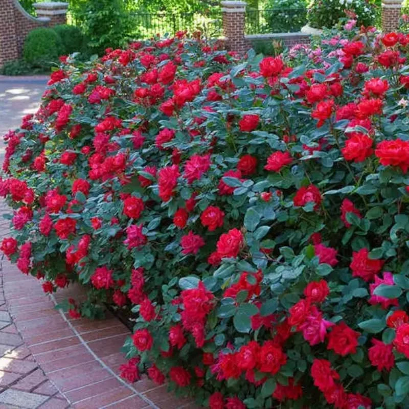 Red Rose Bush Live Plant – 5-10 Inch Hybrid Tea Rose, Fragrant Flowers, Well Rooted Starter Plant - Image 3