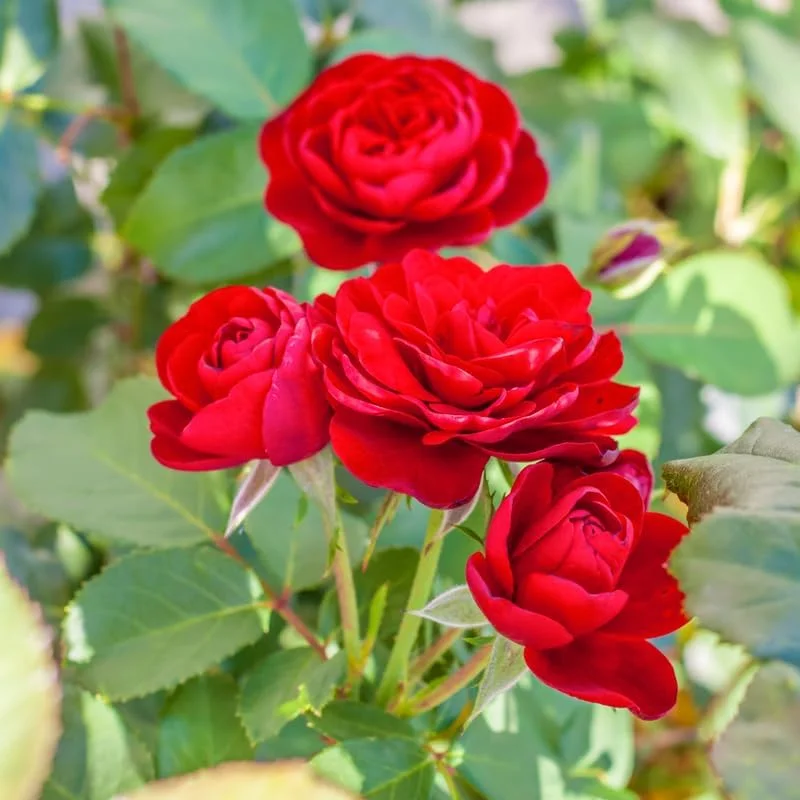Red Rose Bush Live Plant – 5-10 Inch Hybrid Tea Rose, Fragrant Flowers, Well Rooted Starter Plant - Image 4