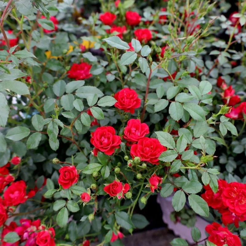 Red Rose Bush Live Plant – 5-10 Inch Hybrid Tea Rose, Fragrant Flowers, Well Rooted Starter Plant - Image 6