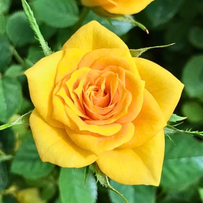 Red Rose Bush Live Plant - Heirloom Reblooming Shrub, 5-8 Inch Height - Image 3