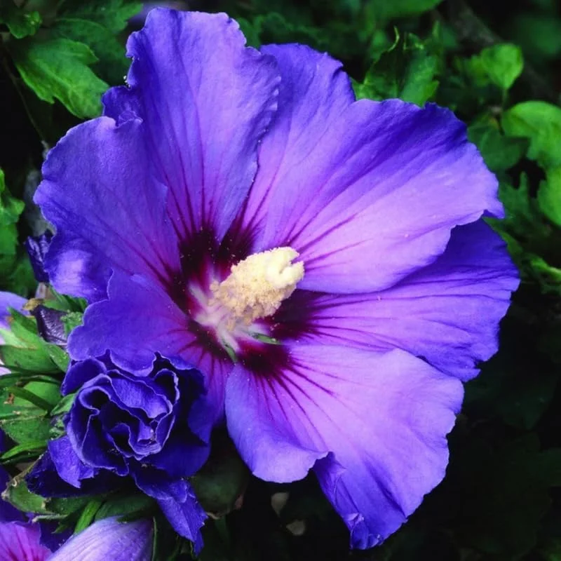 Red Rose of Sharon Live Plant, 6-13 Inch Tall Althea Hibiscus Bush, Potted - Image 1