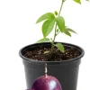 Red Rover Passion Fruit Plant Live Vine, 4-7 Inches Tall, Outdoor Planting - Image 1