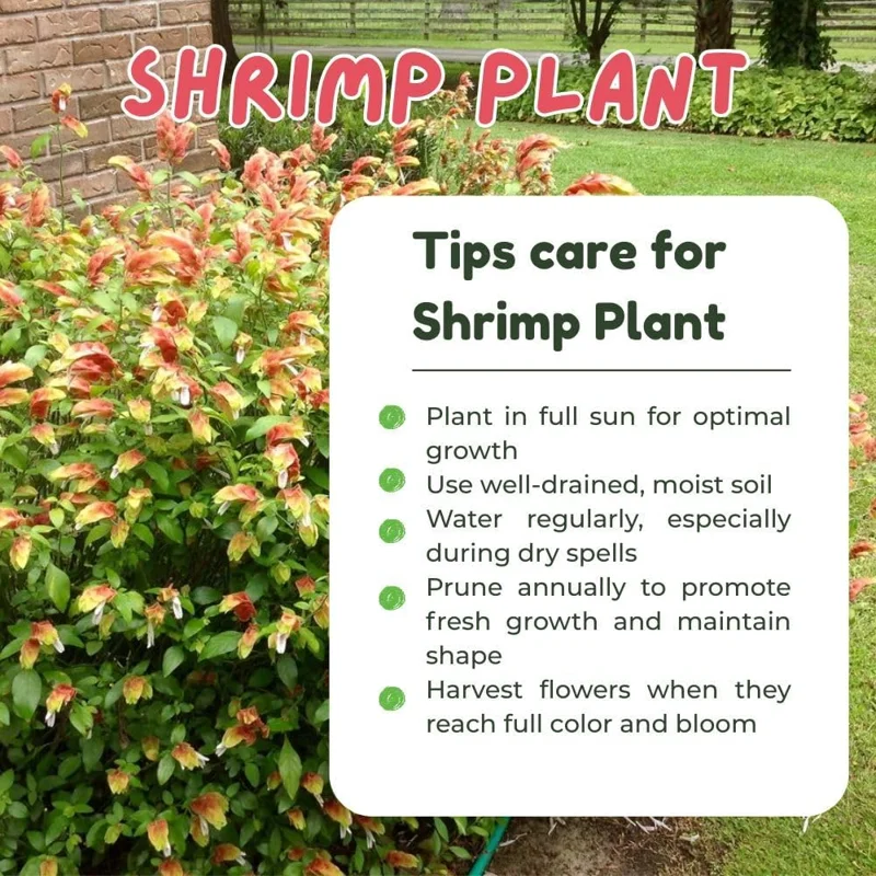 Red Shrimp Live Plant - Set of 2, 4-7 Inches Tall, Vibrant Red Flowers, Outdoor - Image 2