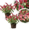Red Shrimp Live Plant - Set of 2, 4-7 Inches Tall, Vibrant Red Flowers, Outdoor - Image 1