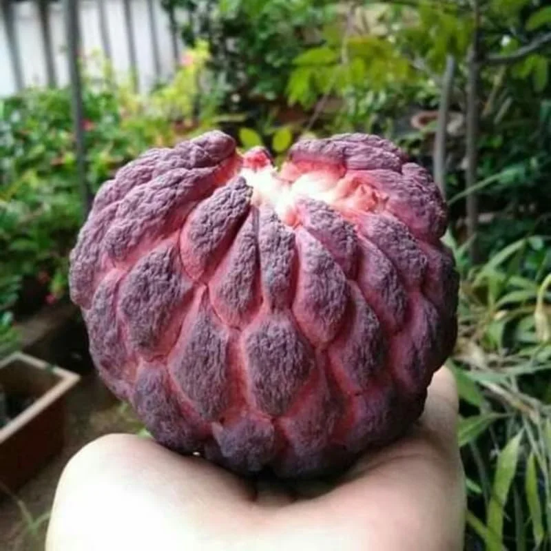 Red Sugar Apple Tree - Sweet Custard Fruit Live Plant - 6-12 Inches Tall - Half Gallon Pot - Outdoor Garden - Image 2