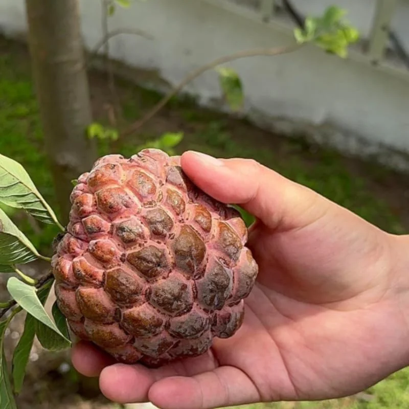 Red Sugar Apple Tree - Sweet Custard Fruit Live Plant - 6-12 Inches Tall - Half Gallon Pot - Outdoor Garden - Image 3