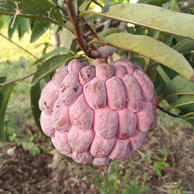 Red Sugar Apple Tree - Sweet Custard Fruit Live Plant - 6-12 Inches Tall - Half Gallon Pot - Outdoor Garden - Image 1