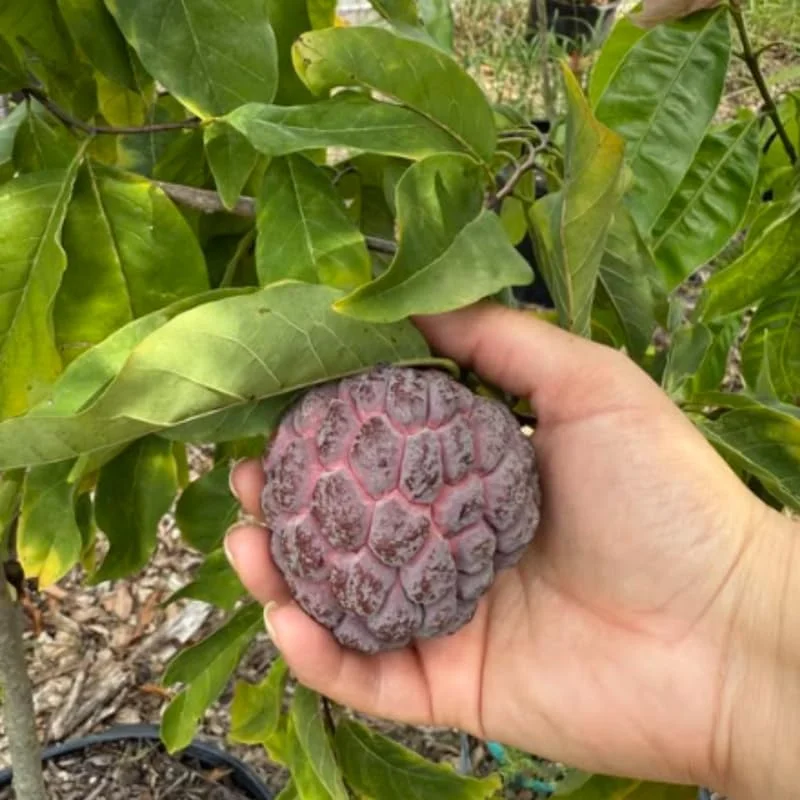 Red Sugar Apple Tree - Sweet Custard Fruit Live Plant - 6-12 Inches Tall - Half Gallon Pot - Outdoor Garden - Image 4