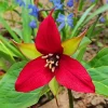 Red Trillium Bulbs for Planting - 10 Count, 3-5 Inch, Spring Flower Bulbs, Outdoor - Image 1