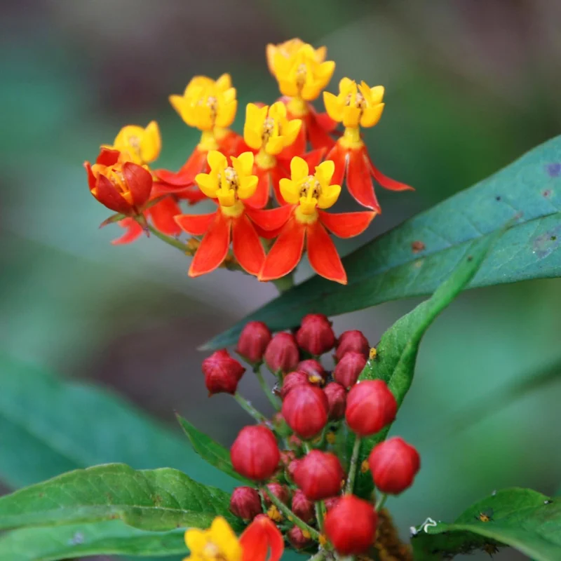 Red Tropical Milkweed Live Plants – 2-Pack – 6+ Inches Tall – Attracts Pollinators – Outdoor - Image 2