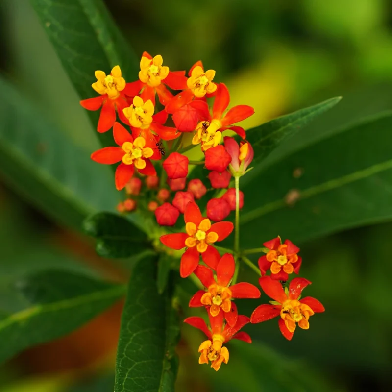 Red Tropical Milkweed Live Plants – 2-Pack – 6+ Inches Tall – Attracts Pollinators – Outdoor - Image 3