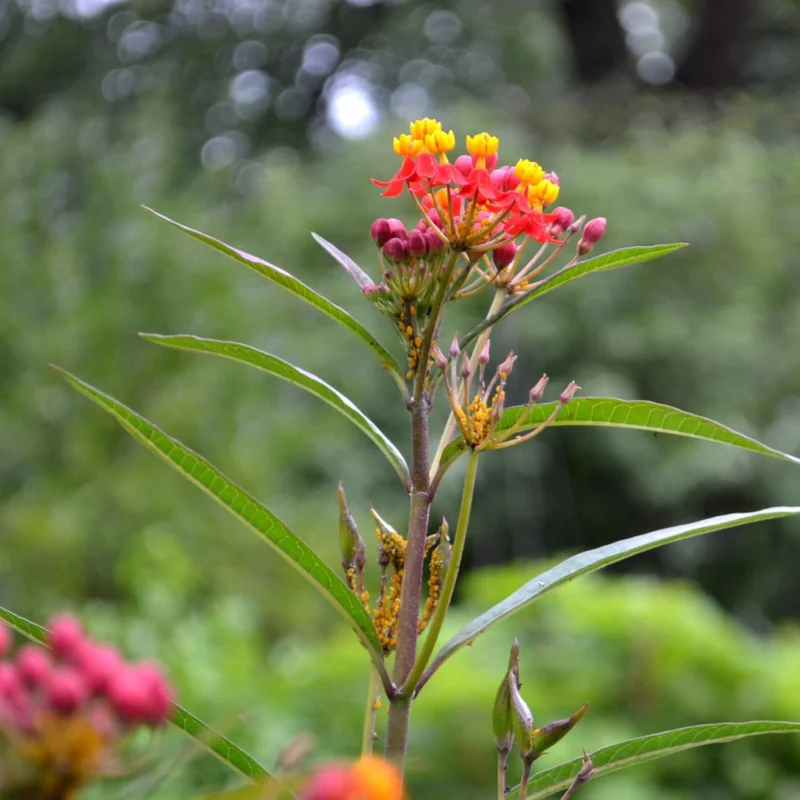 Red Tropical Milkweed Live Plants – 2-Pack – 6+ Inches Tall – Attracts Pollinators – Outdoor - Image 5