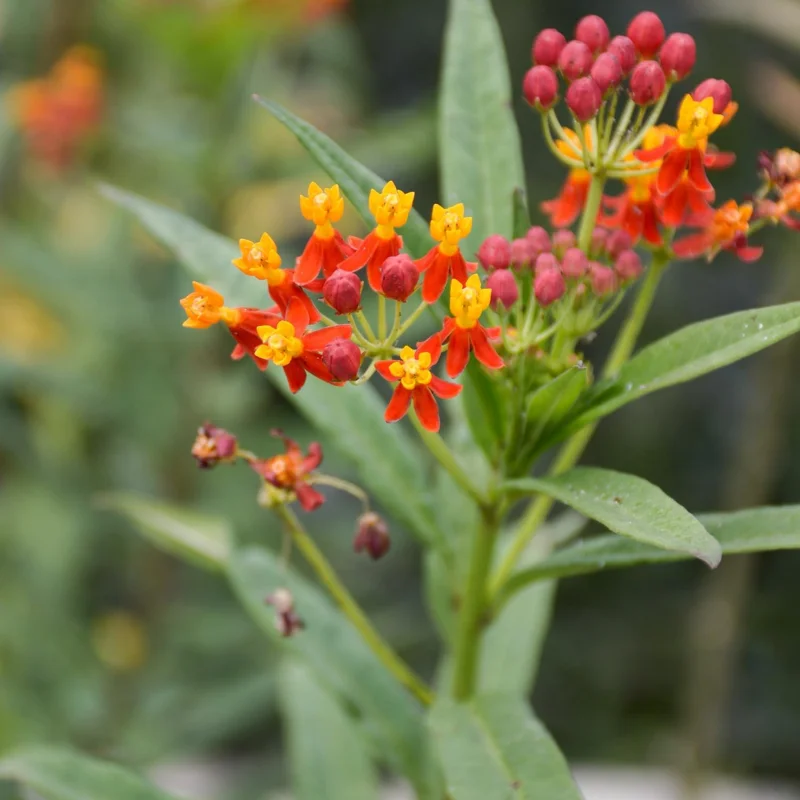 Red Tropical Milkweed Live Plants – 2-Pack – 6+ Inches Tall – Attracts Pollinators – Outdoor - Image 6