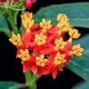Red Tropical Milkweed Live Plants – 2-Pack – 6+ Inches Tall – Attracts Pollinators – Outdoor - Image 1