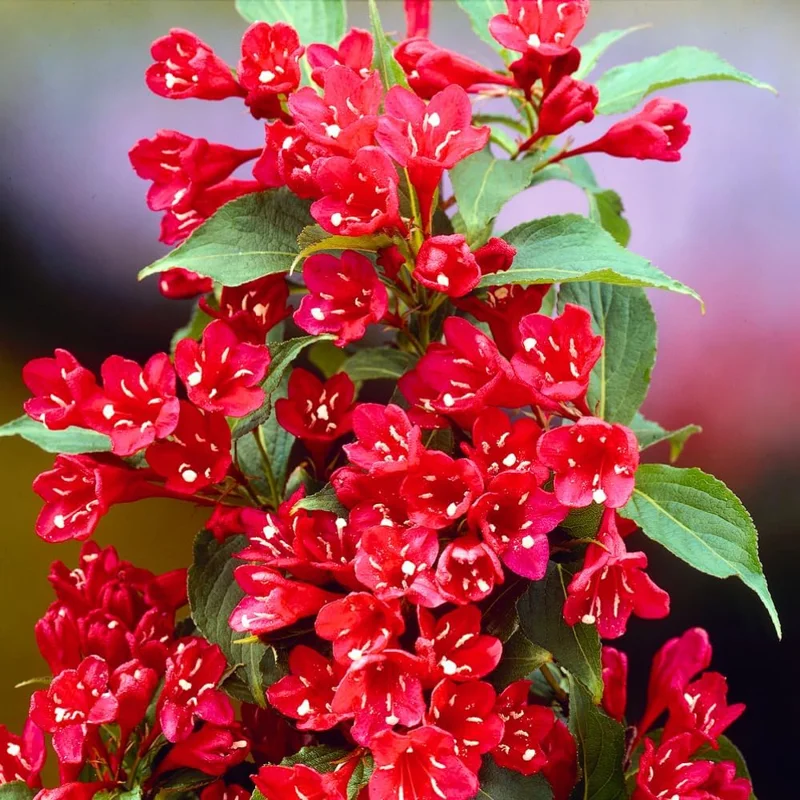Red Weigela Bush Live Plant 1-2 ft Tall - Flowering Perennial Shrub Outdoor - Image 2
