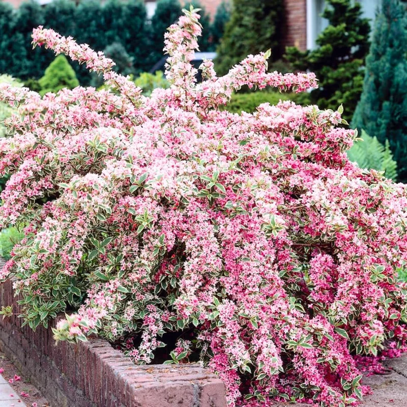 Red Weigela Bush Live Plant 1-2 ft Tall - Flowering Perennial Shrub Outdoor - Image 1