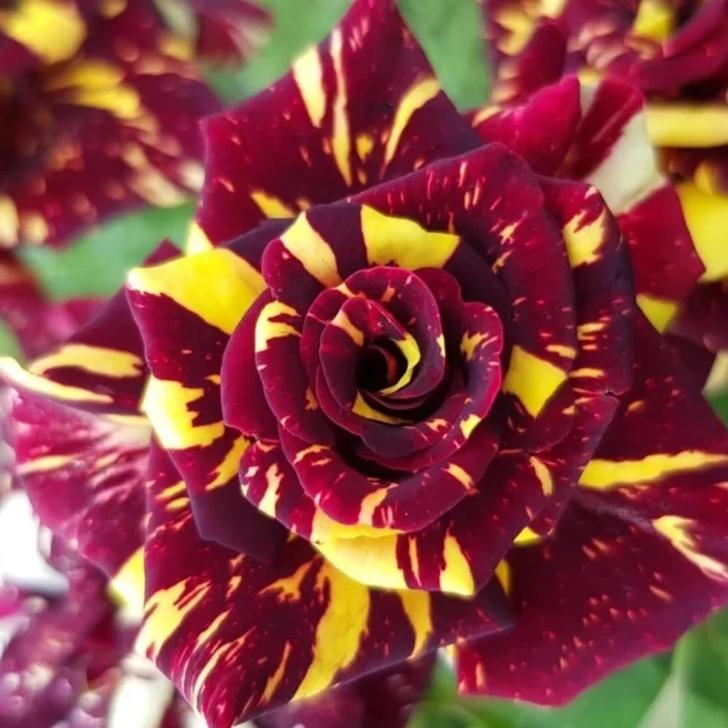 Red Yellow Rose Bush Live Plant - Fragrant Flowers, 6-10" Tall, Well Rooted - Image 2