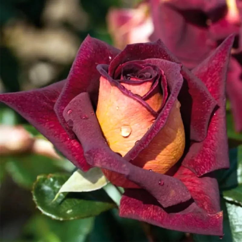 Red Yellow Rose Bush Live Plant - Fragrant Flowers, 6-10" Tall, Well Rooted - Image 1