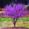 Redbud Tree Live Plant - 2 Dormant Seedlings, 6-15" Tall American Red Bud - Image 1