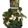 Rhinestone Begonia Live Plant - 2.5" Pot - Terrarium & House Plant - Image 1