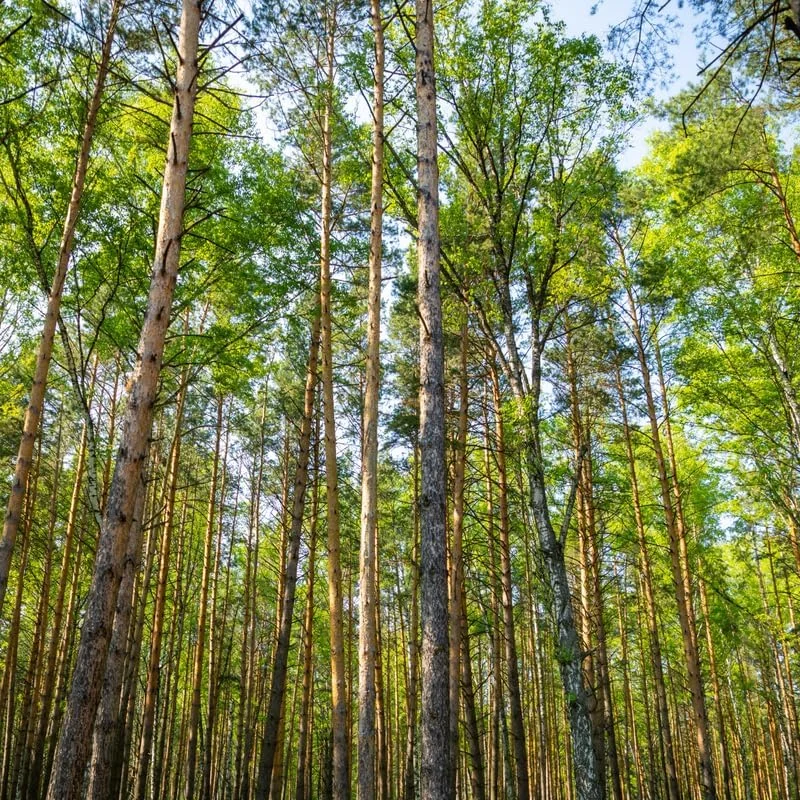 River Birch Tree Live Plant 12-16 Inches Tall Potted Outdoor Tree, USDA Zones 3-11 - Image 3