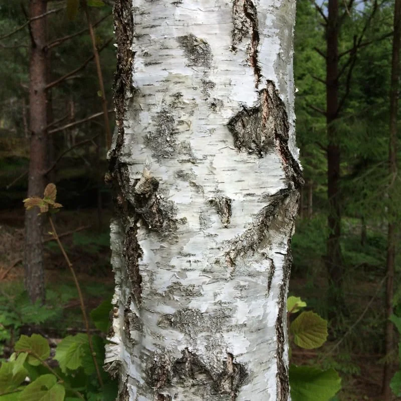 River Birch Tree Live Plant 12-16 Inches Tall Potted Outdoor Tree, USDA Zones 3-11 - Image 4