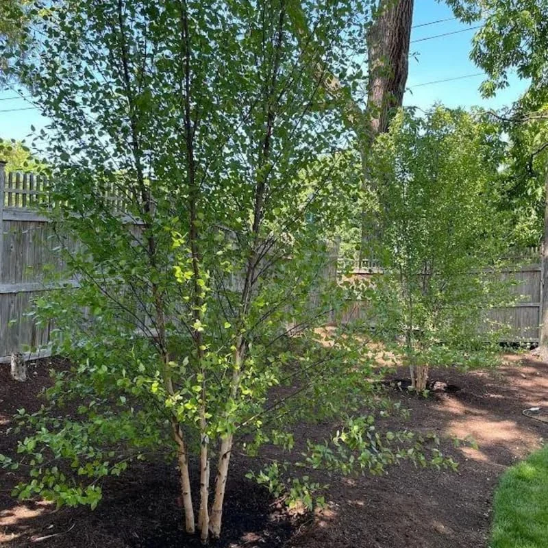 River Birch Tree Live Plant 12-16 Inches Tall Potted Outdoor Tree, USDA Zones 3-11 - Image 5