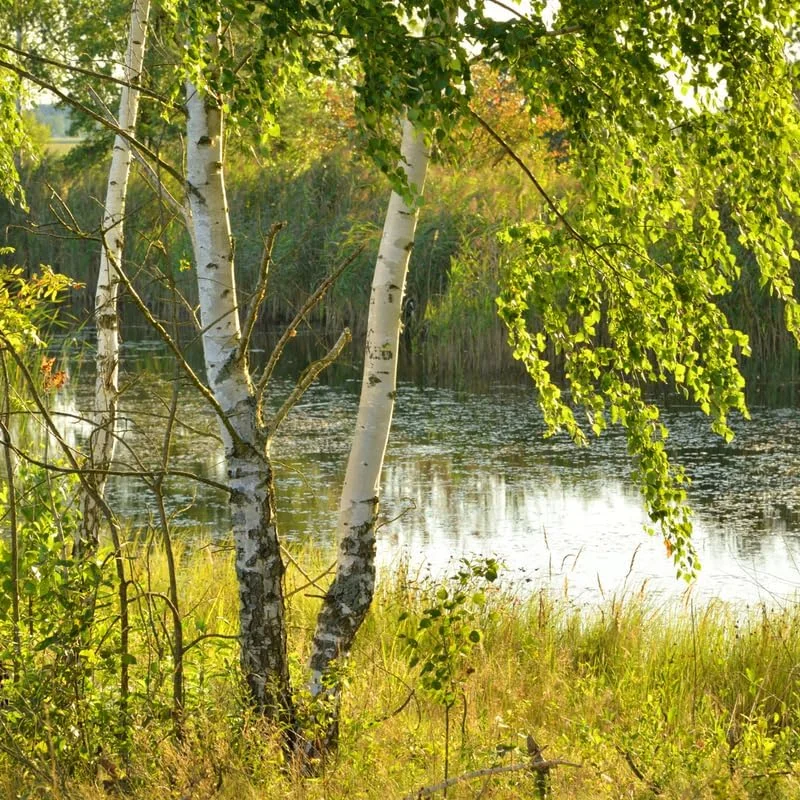 River Birch Tree Live Plant 12-16 Inches Tall Potted Outdoor Tree, USDA Zones 3-11 - Image 6