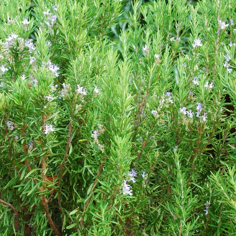 Rosemary Live Plant – Hardy Fragrant Herb – 4" Pot, 4-6" Tall – Full Sun - Image 2
