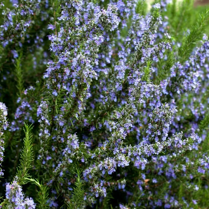 Rosemary Live Plant – Hardy Fragrant Herb – 4" Pot, 4-6" Tall – Full Sun - Image 4